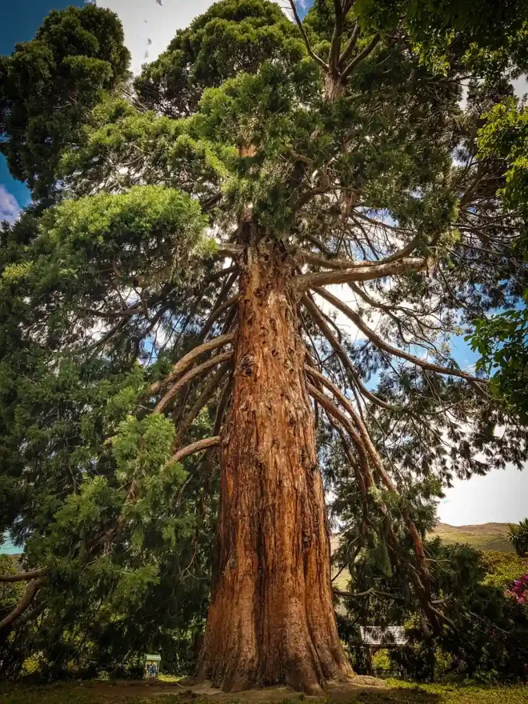 Árbol gigante en Wanaka
