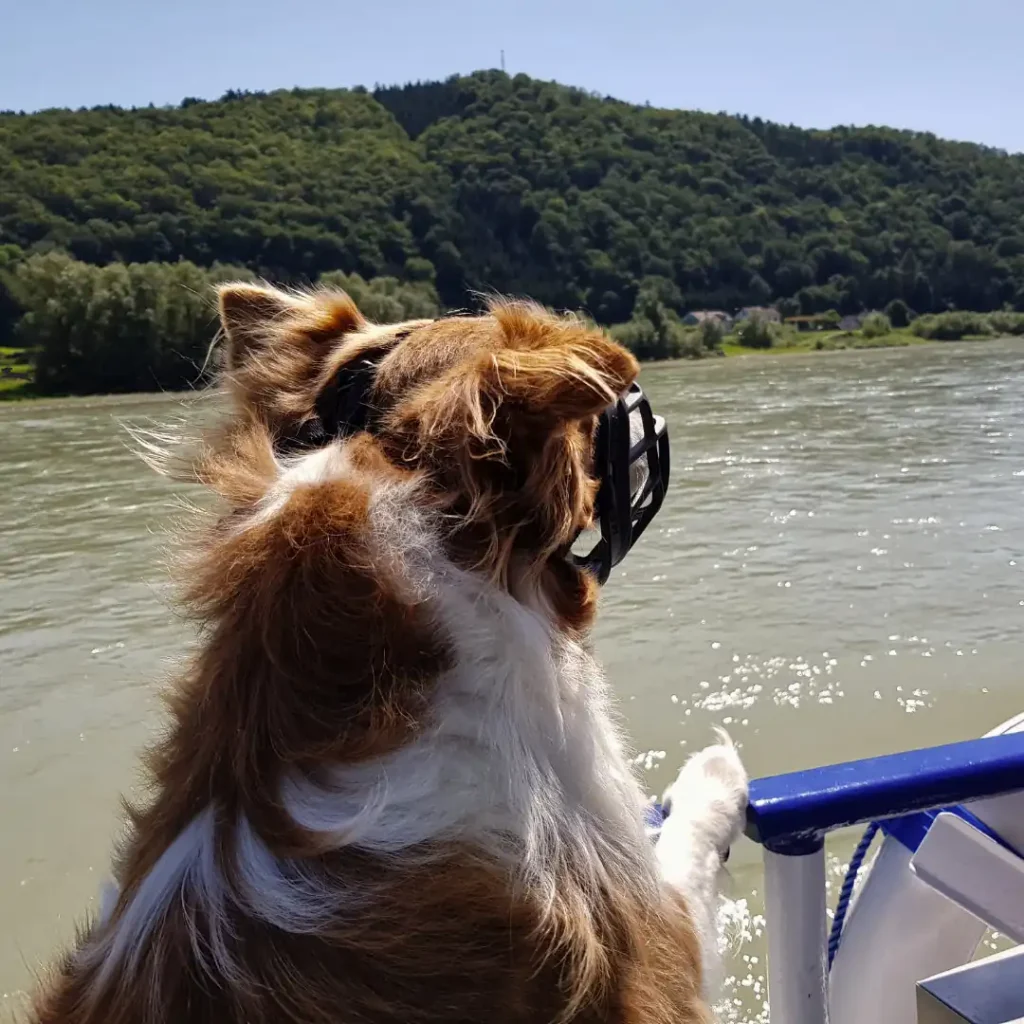 Crucero Danubio