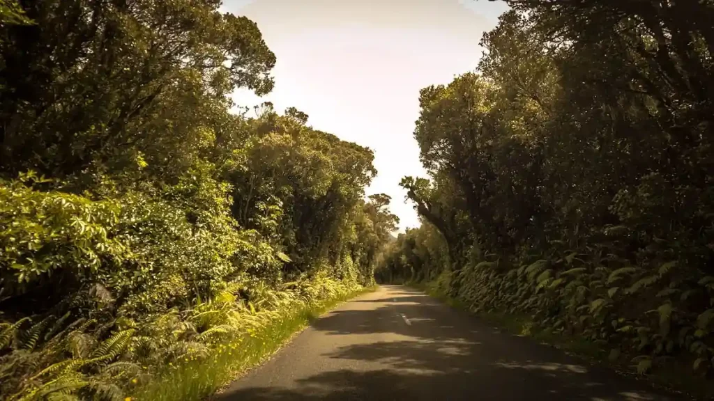 Guía de Viaje de Nueva Zelanda