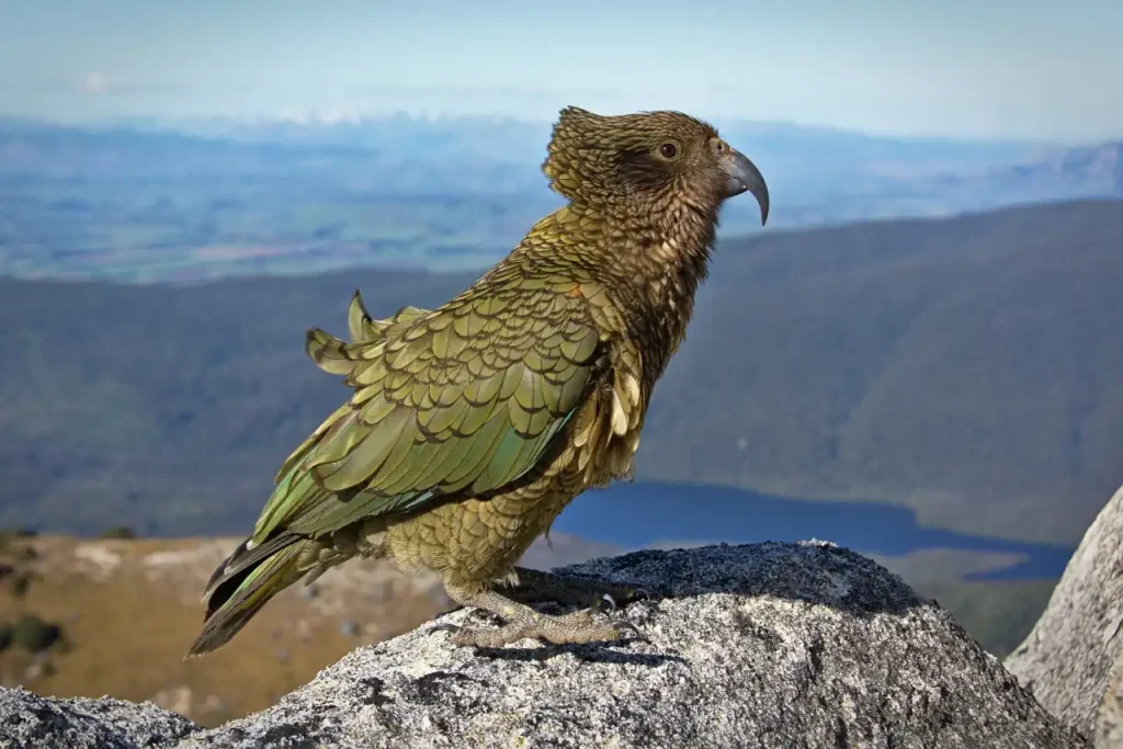 Kea en Nueva Zelanda
