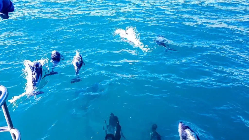 Nadar con delfines Nueva Zelanda