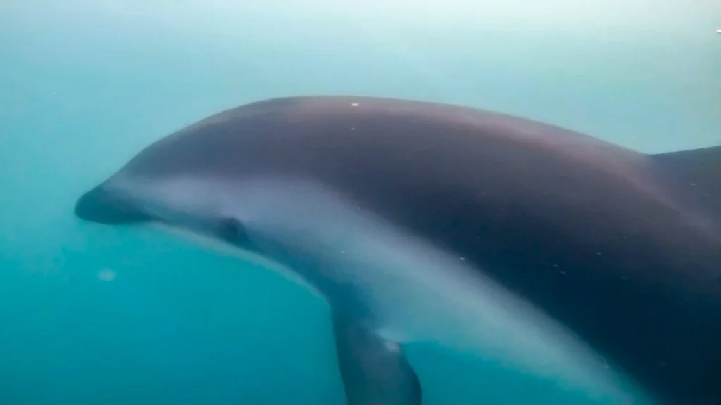Nadando con delfines Nueva Zelanda