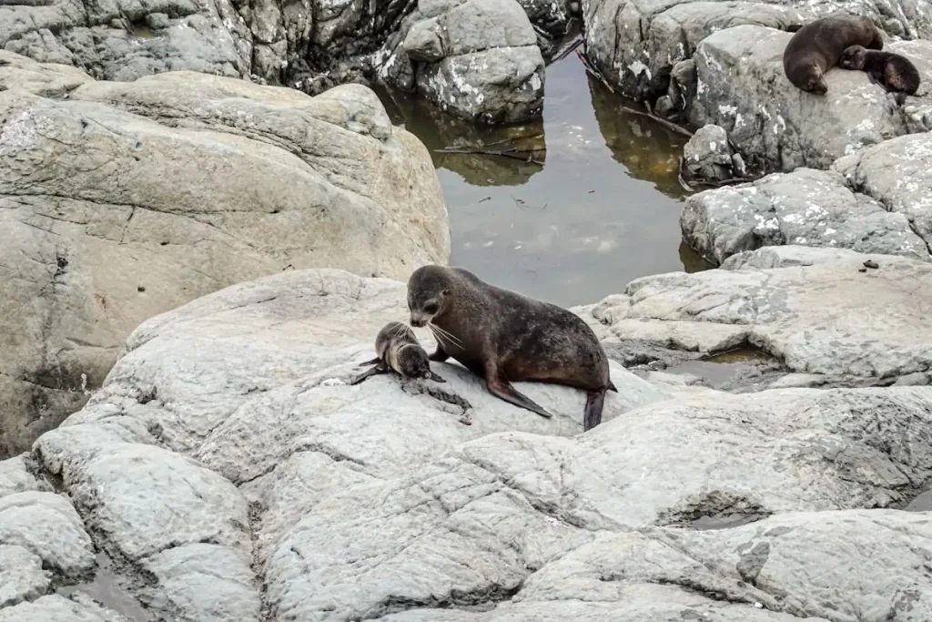 Focas en Nueva Zelanda