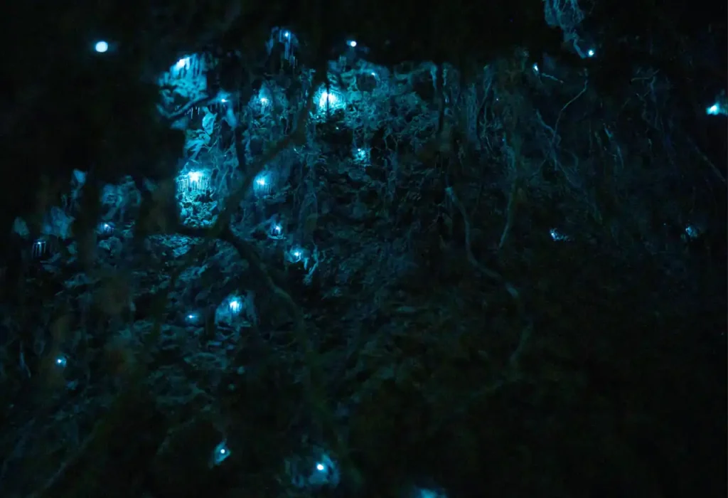 Gusanos luminosos de Waitomo