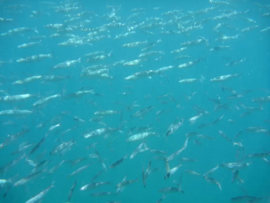 Peces buceando