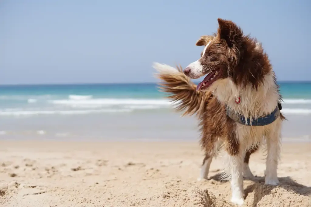 Bevey en la Playa